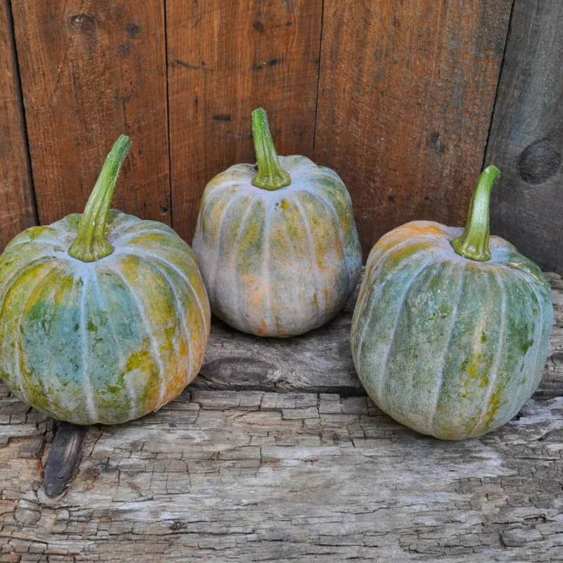 Autumn Frost Winter Squash (F1 Hybrid 100-105 Days)