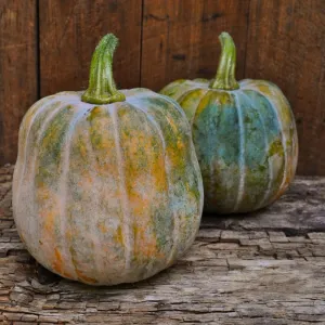Autumn Frost Winter Squash (F1 Hybrid 100-105 Days)