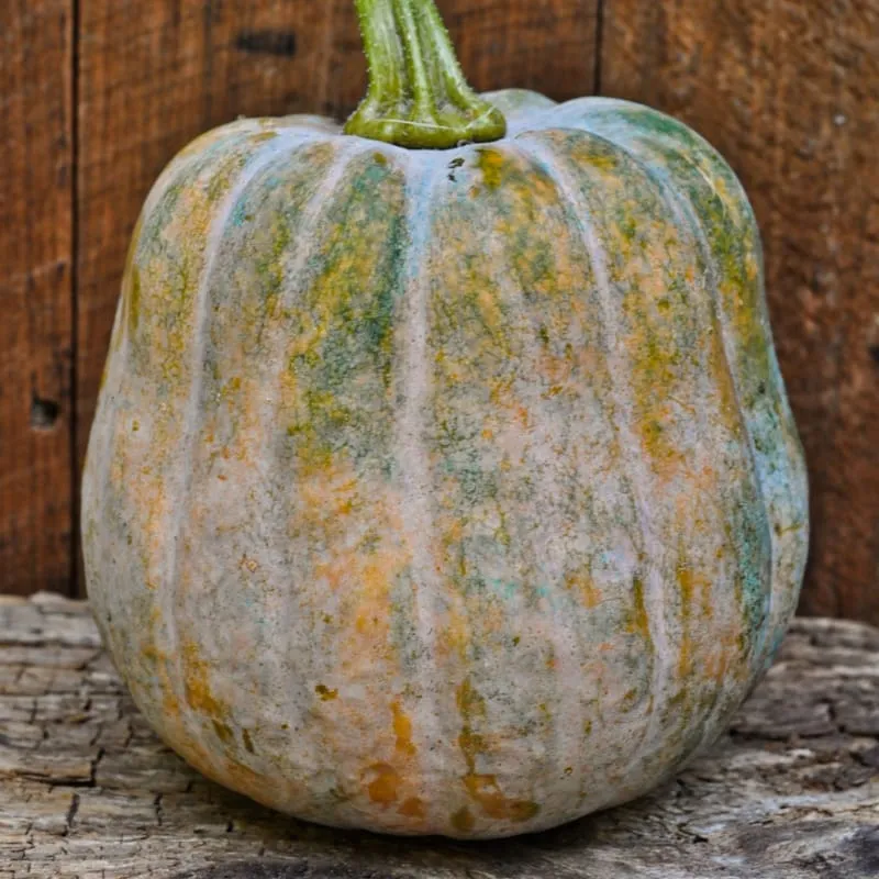 Autumn Frost Winter Squash (F1 Hybrid 100-105 Days)