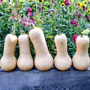 Ceres Butternut Winter Squash (F1 Hybrid 95 Days)