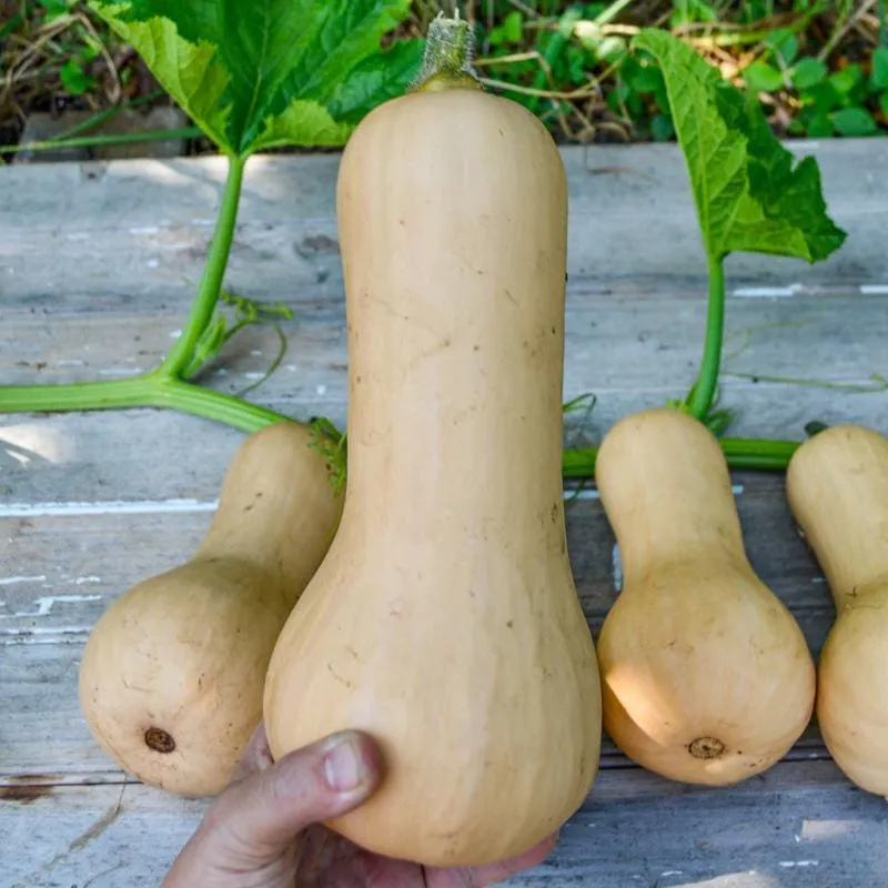 Ceres Butternut Winter Squash (F1 Hybrid 95 Days)