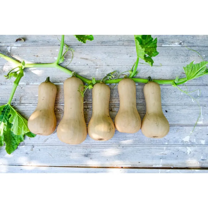 Ceres Butternut Winter Squash (F1 Hybrid 95 Days)