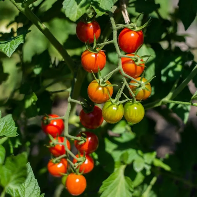 Cherry Bomb Tomato (Organic F1 Hybrid 64 Days )