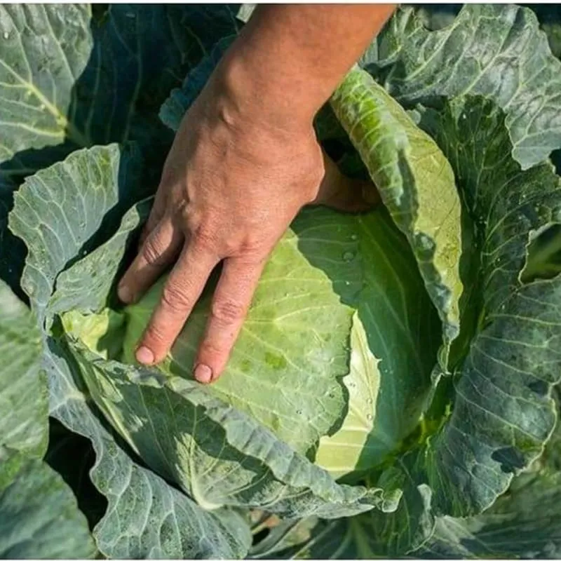 Excalibur Cabbage (F1 Hybrid, 78 Days)