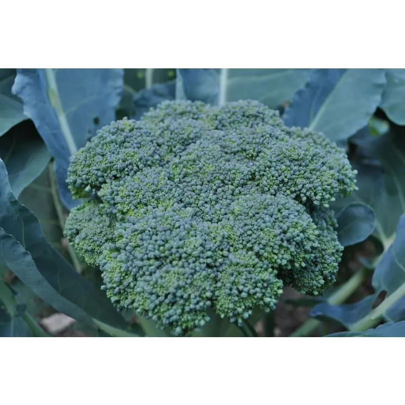 Gypsy Broccoli (F1 Hybrid 57 Days)