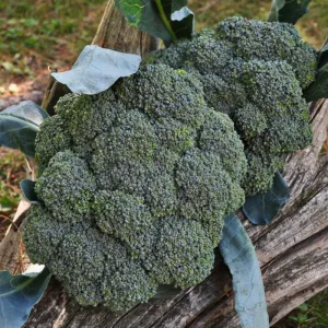 Gypsy Broccoli (F1 Hybrid 57 Days)