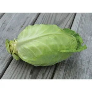 Point One Cabbage (F1 Hybrid, 48 Days)